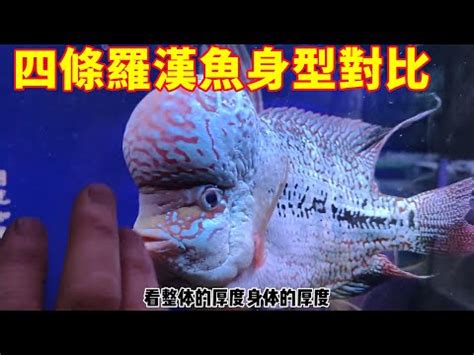 養羅漢魚|羅漢魚飼養及繁殖配對方法 – 寵物百科